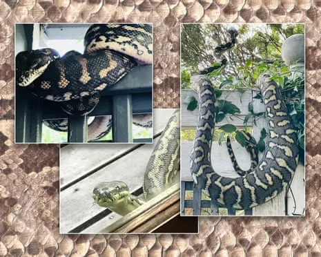 Welcoming the Reptiles in the Roof: A Journey from Anxiety to Fascination